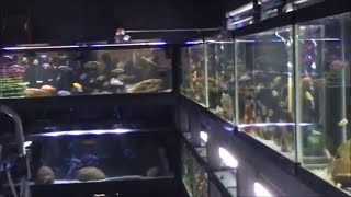 My Awesome Local Fish Store - Fish Freaks Tour