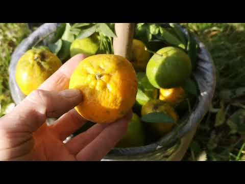 O.268/2 Cytrusy - porady dla początkujących. Przezimowanie, nawożenie, kwitnięcie, owoce.