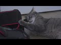 Zurich Home Office Gray Tabby Cat Attacking Camera And Tripod Bag
