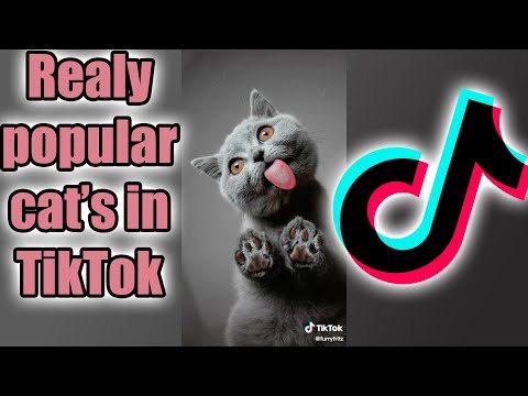 The best videos on TikTok with hashtag #CAT | Compilation