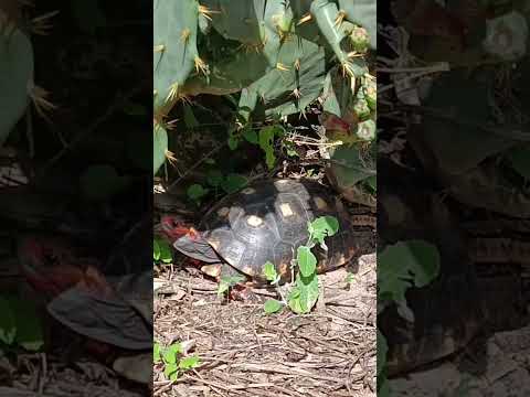 Jabutis aparecem na AgroCaatinga Santa Fé
