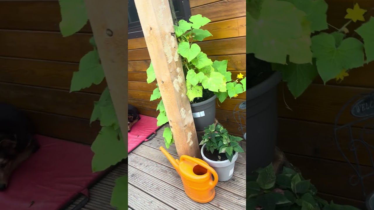 Alleine bleiben? So lernt dein Hund entspannt zu warten