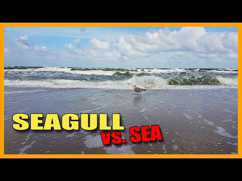 Seagull on the beach looking for a dessert | Slow motion | Nature