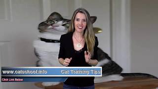 Cat Training Spray - How To Keeps Cats Off Tables And Counters