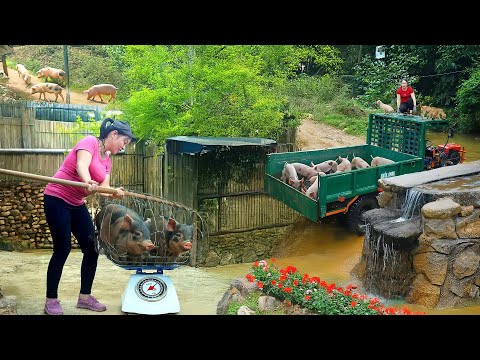 Harvesting Many Pigs From Pig Farm Goes To Sell - Use Truck To Transport Many Pigs - Farm Life