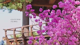 반어법의 꽃 8K 60p