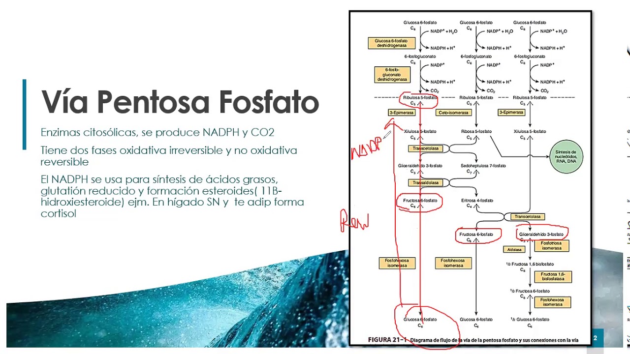 Vía de la Pentosa fosfato y otras vías del metabolismo de las hexosas- Capítulo 20