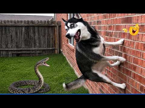 laugh-out-loud-with-the-funniest-animal-videos-the-funniest-pets-videos-compilation