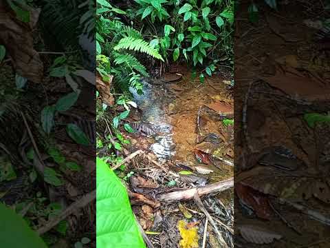 Reserva Breme en Filandia Quindío una maravilla digna de ser visitada