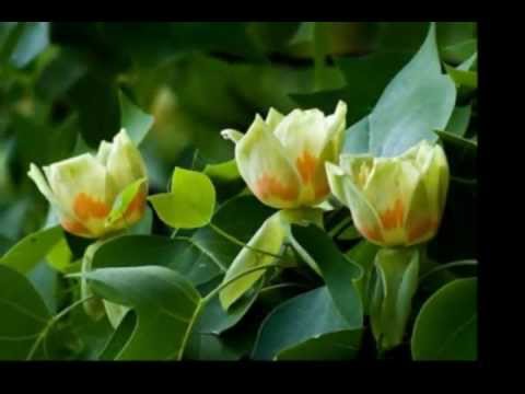 LIRIODENDRON  TULIPIFERA