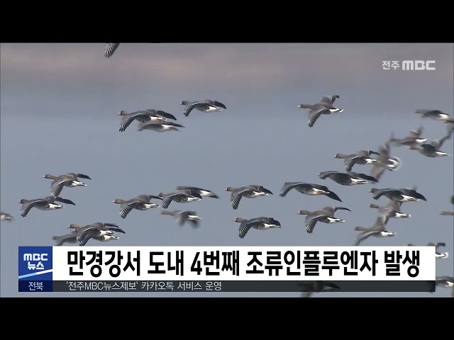 만경강서 도내 4번째 조류인플루엔자 발생