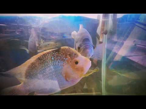 Who's, Watching Who? -City Lights-NUBLU Orchestra-