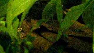 preview picture of video 'Dwarf Cichlid Nannacara Anomala and Fry'