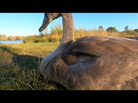 Mit Yoshi on Tour - am Schurrsee