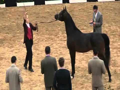 Arabian Breeders Cup Vegas 2013 - JE Ali Jandro