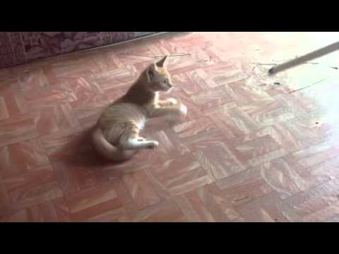 Cat playing with cane stick