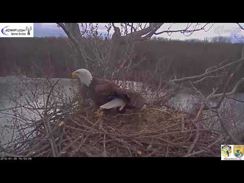 The Trio Mating - Double mating - 01-29-18