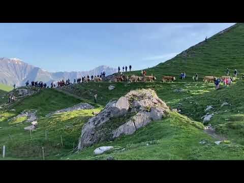 Alpaufzug 2023 auf die Engstligenalp