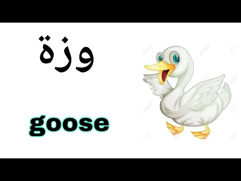 نطق كلمة وزة ( goose ) باللغة الانجليزية .