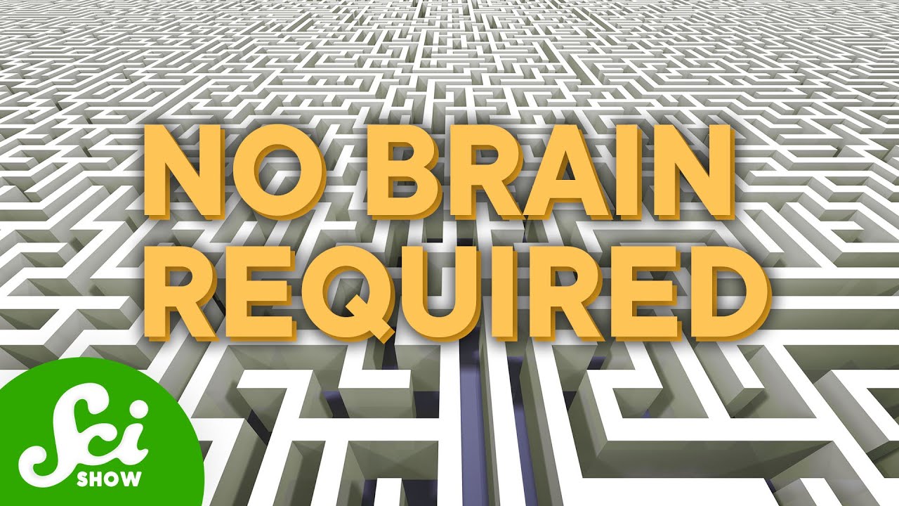 5 Things That Shouldn't Be Able to Solve a Maze