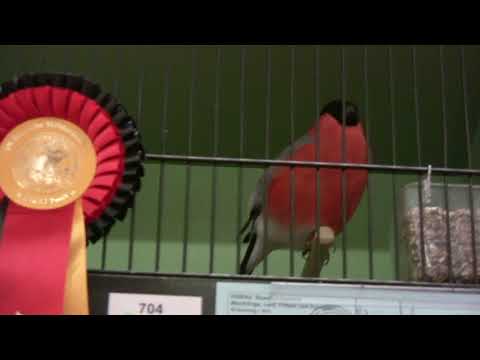 Deutsche Meisterschaft 2018 DKB-Vogelschau. Dompfaff.