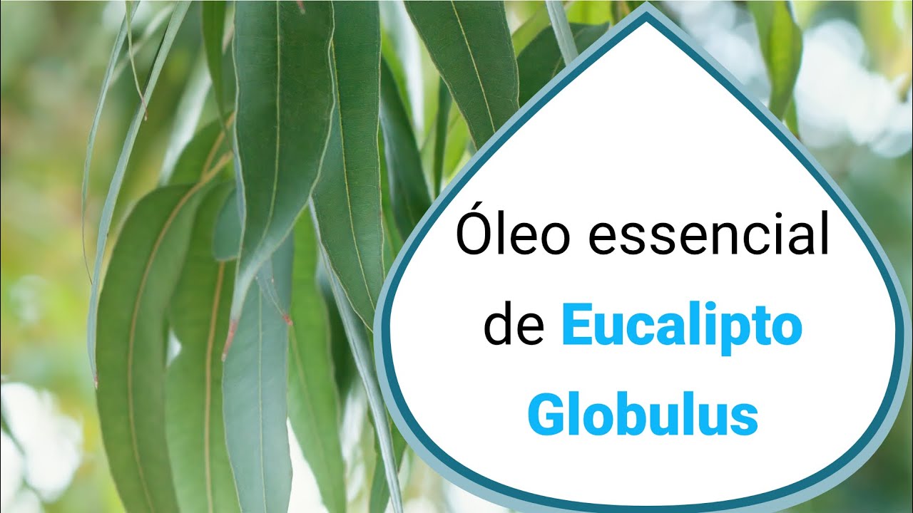 Conheça o óleo essencial de Eucalipto Globulus