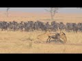 Fiercely Lionesses Attack Wildebeest Migration Catching One Bring It Down Video