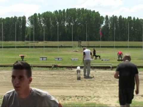 Cseh Derby - Döntő - 1. futam  (2013. 07. 07., Rábapatona, Agárverseny)