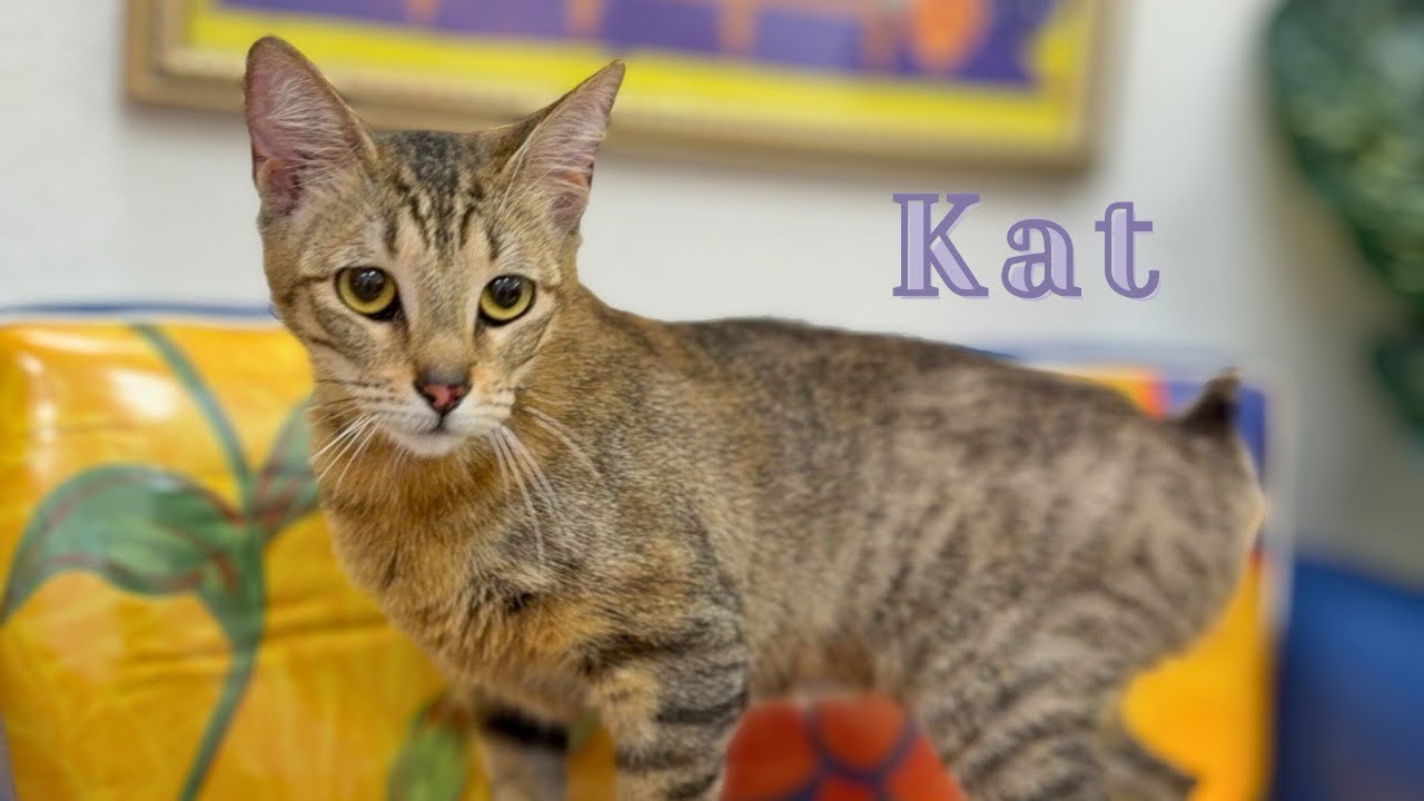 Enlarge Kat Delgado, a Adoptable mixed breed in Friendswood, TX video 6/6