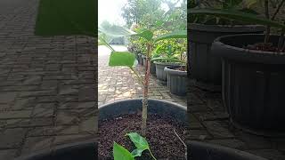 Download lagu Green Giant Water Apple #kebunzuhdhan #tabulampot #greengiant #kebunzuhdhan mp3