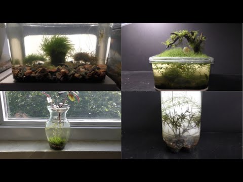 Two Ways to Grow Land Moss Underwater