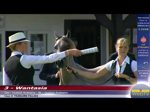 Strohen - C-Show - Class 3