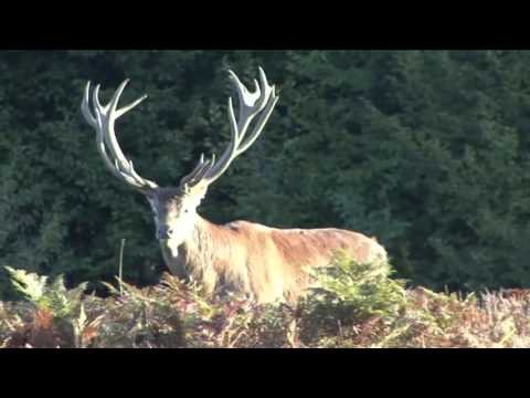 Ultimativen Treffer 28