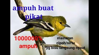Download lagu mp3 sirtu/ciboh 10000% cocok buat masteran dan pikat mp3