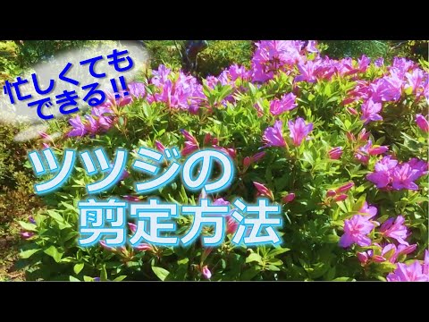 ツツジの正しい剪定方法 トピックス