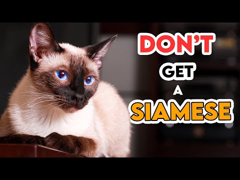 This Is Why You Shouldn't Get A Siamese Cat