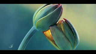 Download lagu jurrivh - I will Always love You - (lyrics) mp3