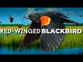 One of the Most Numerous Land Birds | Red-winged Blackbird