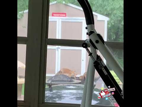 download lagu mp3 mp4 Natural Fox Repellent, download lagu Natural Fox Repellent gratis, unduh video klip Natural Fox Repellent