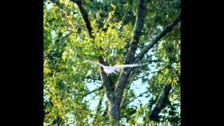 preview picture of video 'Patriots Walk, a new community in rustic Gloucester County Virginia'