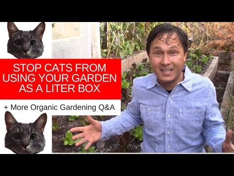 How to Stop Cats from Using Your Garden as a Litter Box + More Organic Q&A