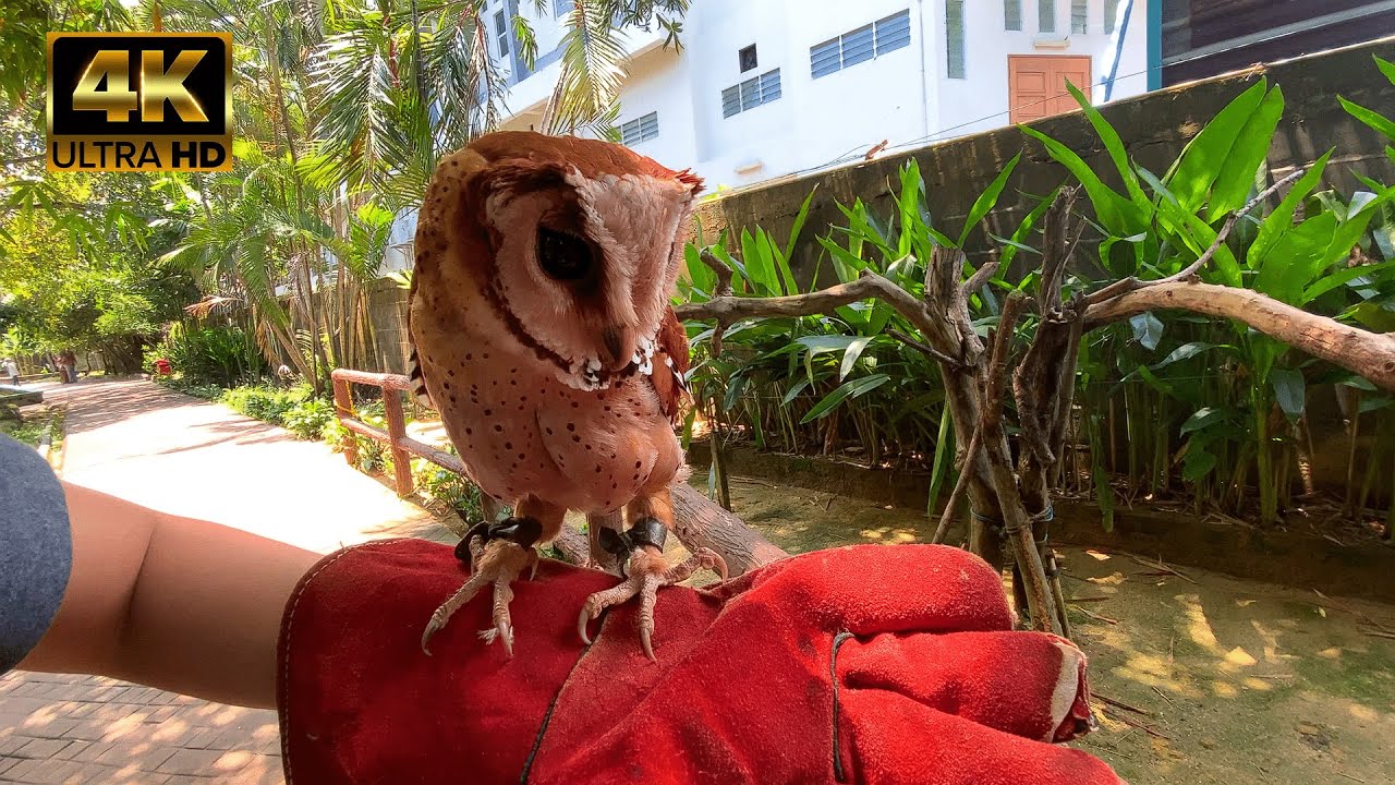 Visit to Penang Bird Park which offers a vibrant escape with exotic species and lush landscapes