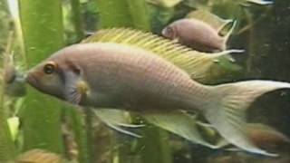 preview picture of video 'Princess cichlid tank / Feenbuntbarsch @ Kölner Zoo [25/52]'