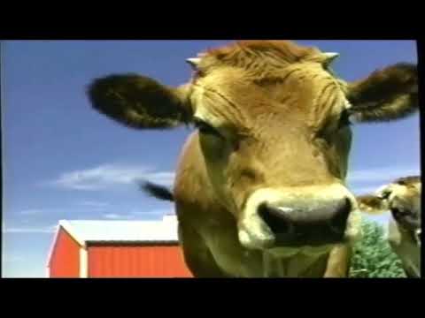 Jordan’s Sound Effects Compilation No.51:Sound Ideas,COW - CALF MOO, ANIMAL