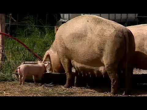 UE apresenta estratégia agrícola "Do prado para o prato"