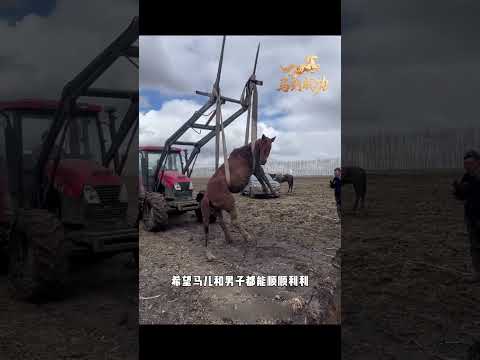 小马不顾危险拦路，竟是向人类求助，没想到结局令人感动 #animals#动物救助