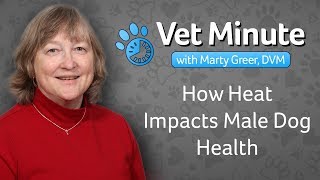 Vet Minute: How Heat Impacts Male Dog Health