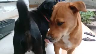 Download lagu Gank Anj*** Doyan Kawin #jandapart2 mp3