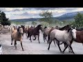Wyoming Horse Stampede