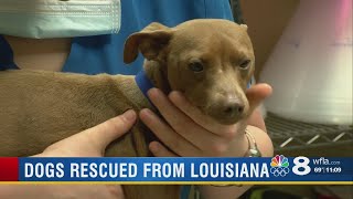 20 dogs available for adoption in Tampa Bay following seizure from Louisana house of horrors